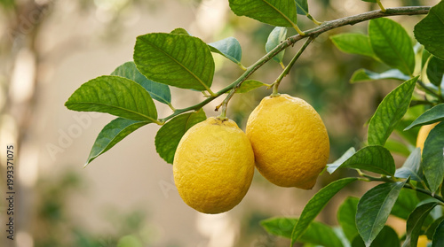lemons on tree