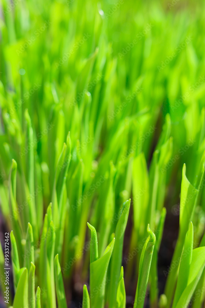 Naklejka premium Fresh green background. Bright greenary close up. Spring summer garden. Freen ecology. 