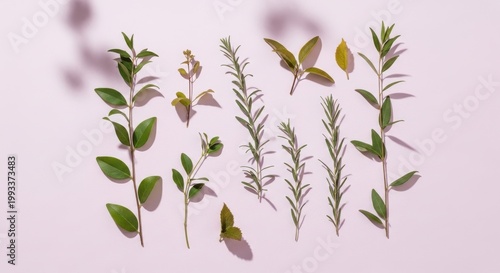 Minimal flat lay of assorted green herb sprigs and leaves arranged in neat rows on soft pink background, celebrating natural ingredients, botanical design and calm simplicity

