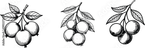 Berry branches illustration set, hand drawn organic food ink sketches vector.