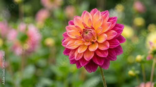 pink dahlia flower