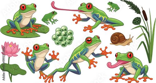 Red Eyed Tree Frog Cartoon Set Featuring Tropical Frogs with Lily Pad Lotus Snail and Pond Plants for Nature Illustration Design.