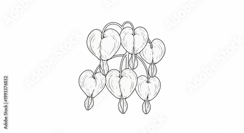 Line art drawing of delicate pink bleeding heart flowers hanging downwards