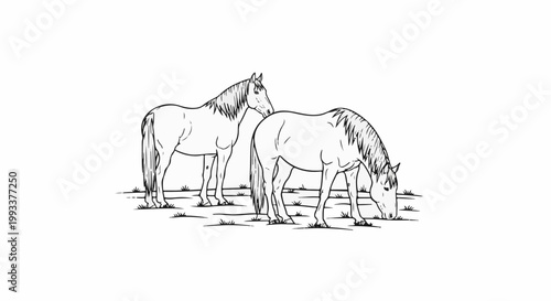 Black and white illustration of two horses in a grassy field