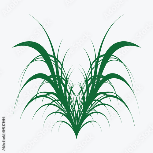 A fresh green plant with organic leaves and a growing stem is isolated on a white background as a close-up of nature and spring flora