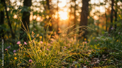 wheat field at sunset