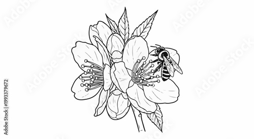 Delicate line drawing of a bee pollinating a blooming flower with leaves