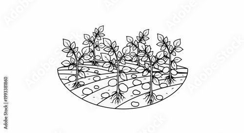 Black and white illustration of potato plants growing in soil