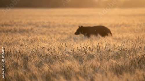 Lone bear ambles through a golden wheat field during a warm, misty sunset