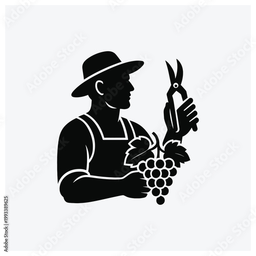 Silhouette of a grape picker harvesting grapes with pruning shears