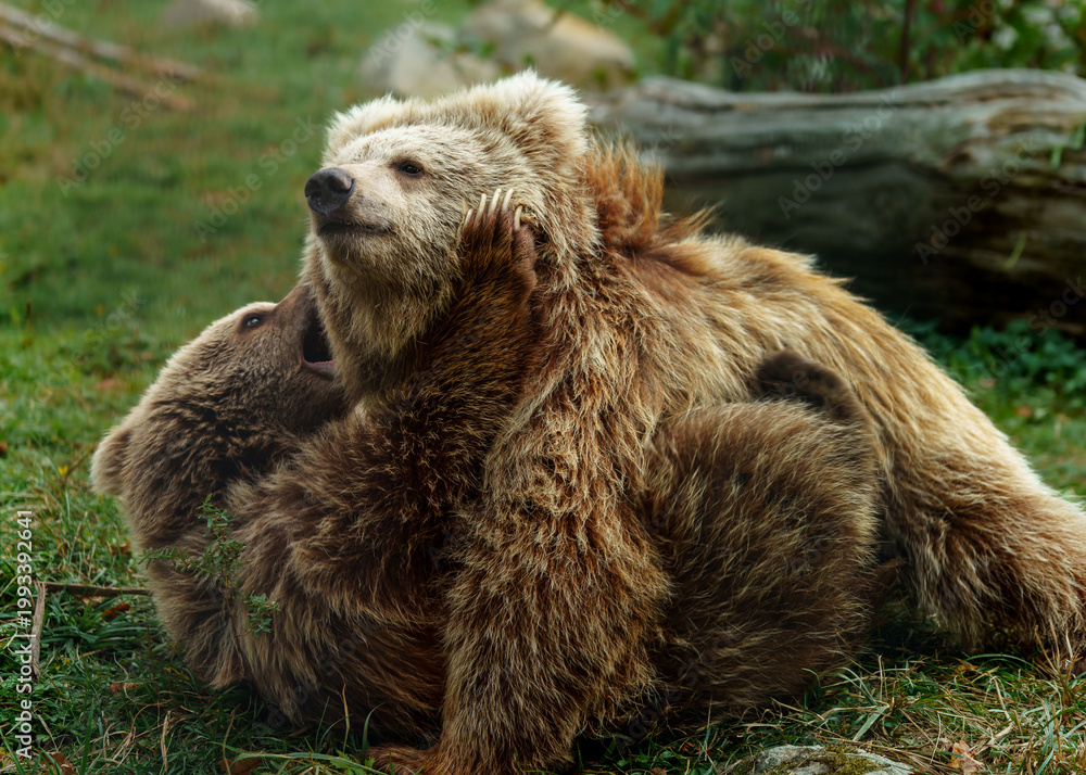 Fototapeta premium Himalayan Brown Bear in zoo