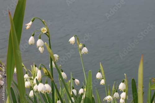 Lily of the Valley Blooming in Springtime