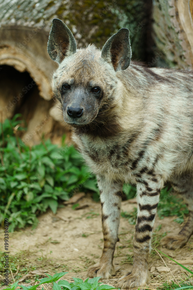 Fototapeta premium Portrait of Arabian striped hyaena