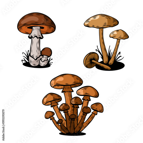 Wild Forest Mushrooms Collection Hand Drawn Style for Autumn Seasonal Design and Food Vector Illustration