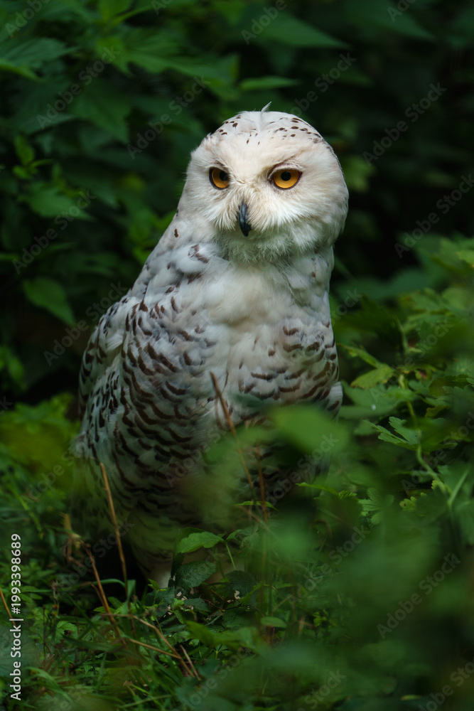 Fototapeta premium Portrait of Snowy owl in zoo