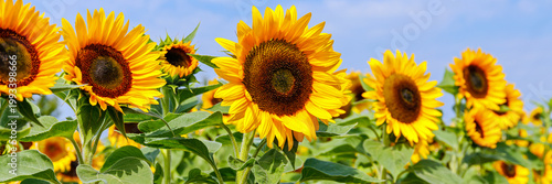 Fotografie Sunflowers bloom in a field under a clear sky during afternoon hours, showcasing