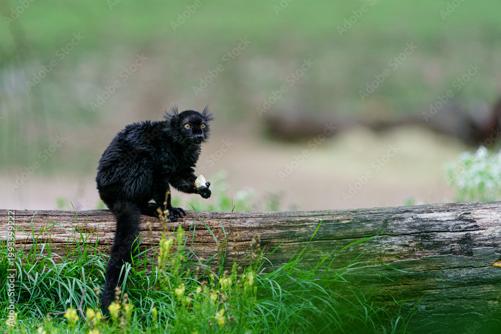 Fototapeta premium Portrait of black lemur in zoo