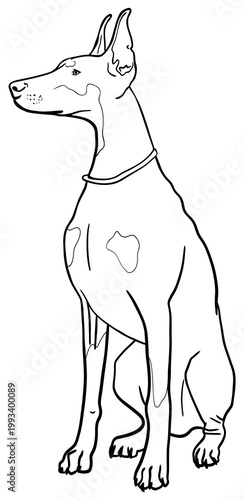 Hand drawn Doberman dog sketch vector illustration, sitting guard dog line art, detailed outline pet portrait, isolated on white background, elegant canine design for logo, tattoo, print