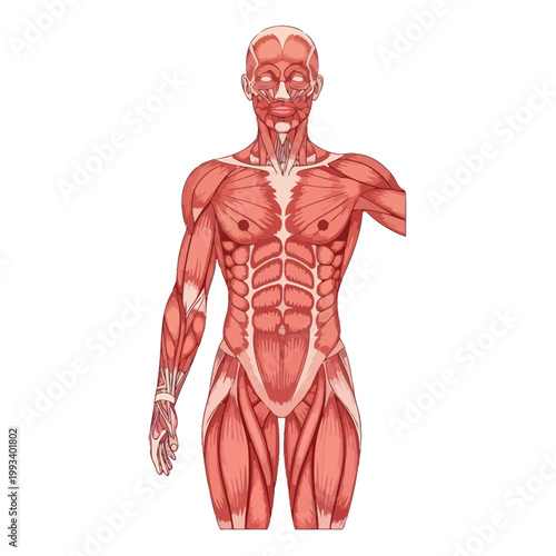 Human Anatomy: Muscular System Front View Isolated on White Background