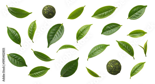 Fresh green tea leaves and buds isolated on a black background, various arrangements