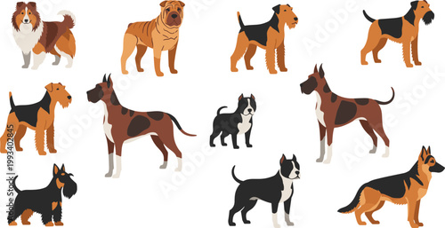 Dog Breeds Collection Featuring Various Purebred Dogs Including Shepherd Terrier Boxer and Collie for Pet Illustration Design.