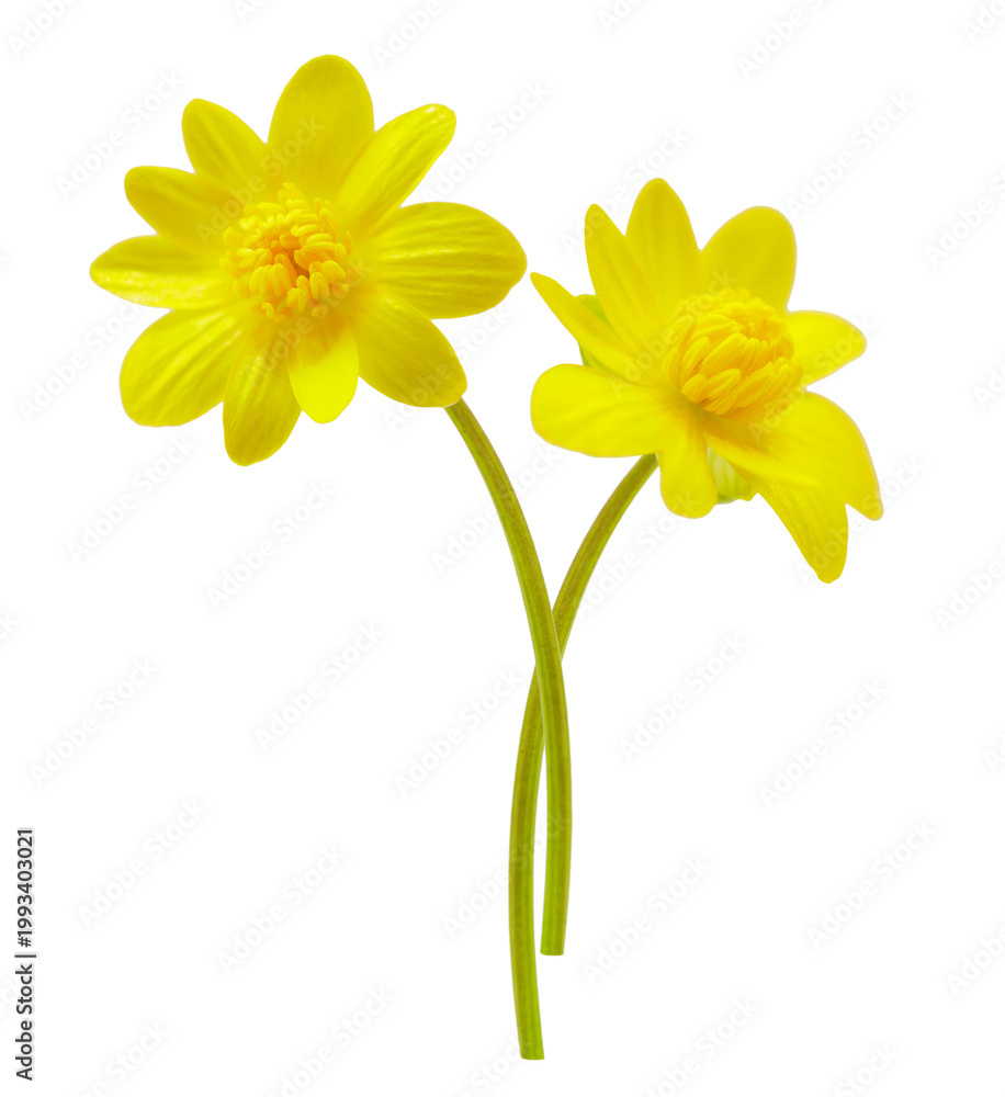 Obraz premium Close up of spring yellow lesser celandine flowers isolated on transparent background. Ficaria verna