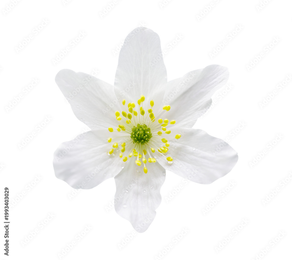 Fototapeta premium Close up of wild white anemone flower isolated on transparent background, top view. Anemone nemorosa