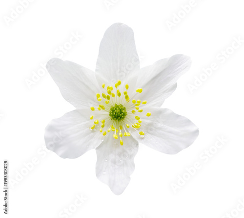 Close  up of wild white anemone flower isolated on transparent background, top view.  Anemone nemorosa