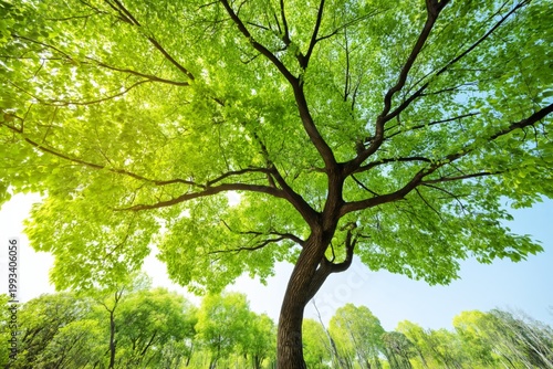 Bright Green Tree Branches Stretch Toward a Clear Blue Sky in a Forest During...