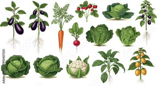 Vegetable Plants Vector Set Featuring Eggplant Carrot Radish Cabbage Cauliflower Pepper and Tomato for Garden Design, Agriculture Illustration, and Organic Food Graphics