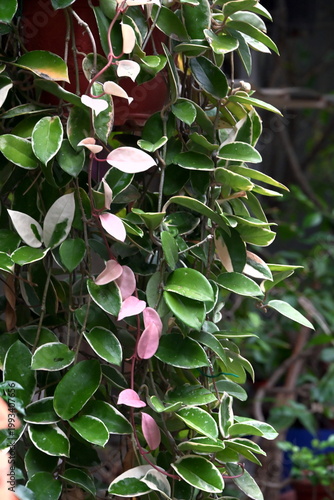 Lush trailing Hoya carnosa Krimson Queen with thick variegated oval leaves in deep green, cream edges and vivid pink new growth, red pot and dark stems in blurred background.