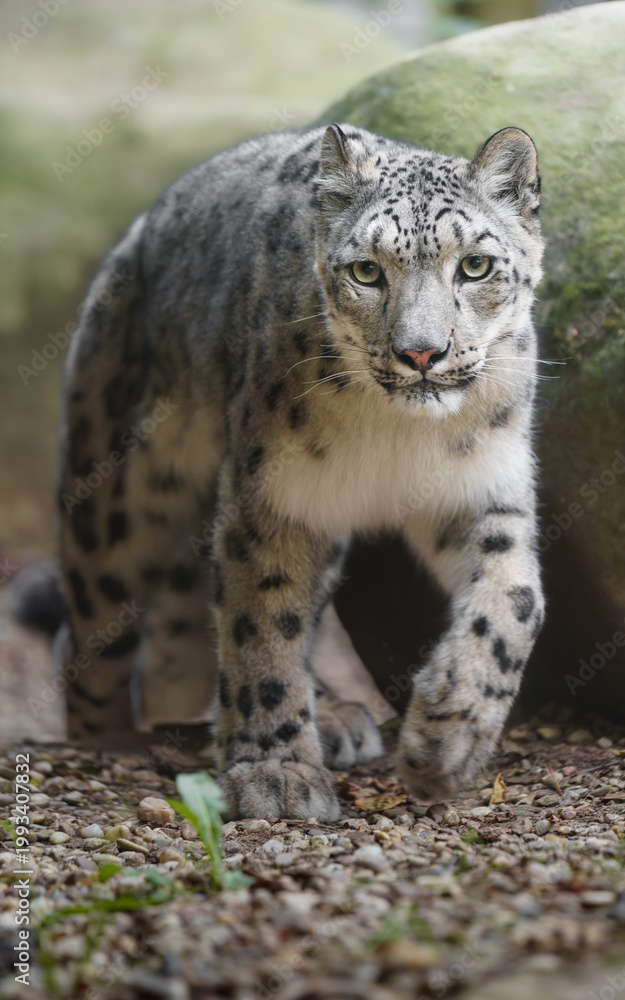 Fototapeta premium Portrait of Snow leopard in zoo