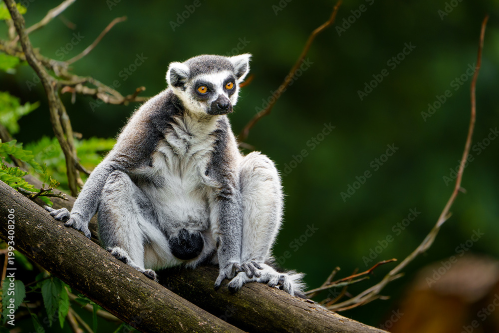 Fototapeta premium Portrait of Ring tailed lemur