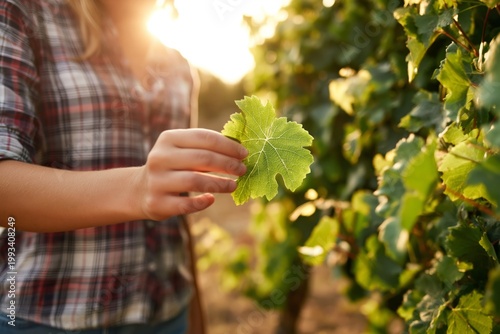 Woman Holding Grape Leaf in Vineyard During Sunset Hours