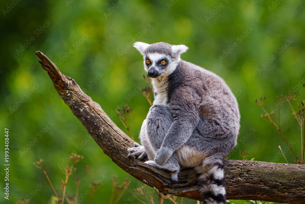 Obraz premium Portrait of Ring tailed lemur