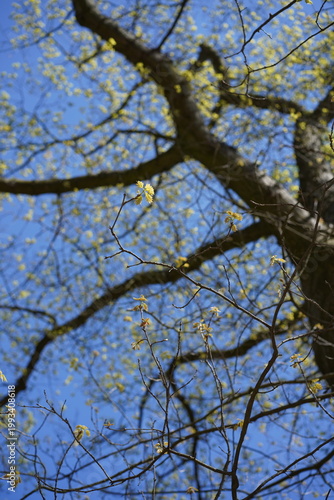 Frischer Austrieb einer Roteiche (Quercus Rubra) im Frühling vor blauem Himmel