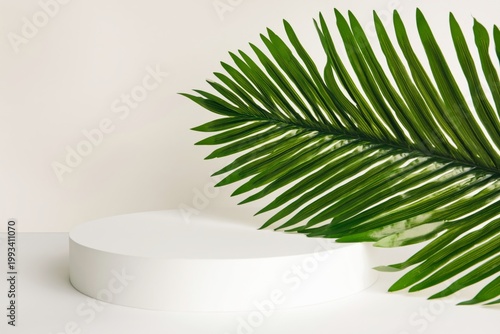 Green Palm Leaf Rests on a White Round Display Against a Light Background