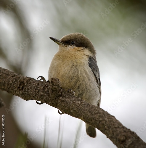 Tableau sur toile Pygmy Nuthatch