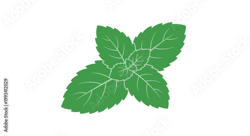 Fresh Green Mint Leaves Illustration.