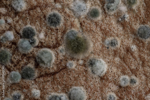 Cuadro en lienzo Close up growth of fungal mold on food