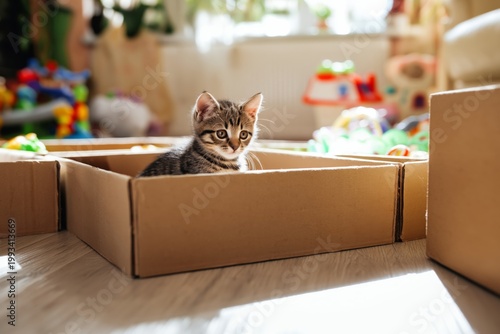 Cat Playing in a Cardboard Box With Colorful Toys Scattered Around in a Brigh...
