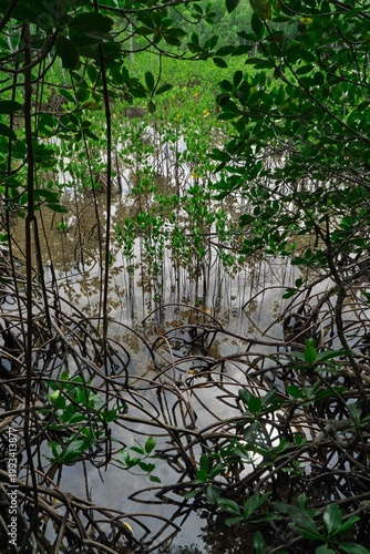 reflection in water