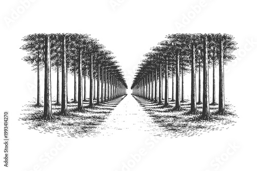 Vintage engraving line art forest avenue landscape vector illustration set showing aligned trees perspective, long pathway, and natural symmetry in black ink style