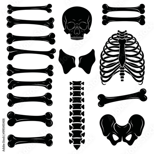 Human Skeleton Anatomy Elements - Skull, Ribs, Spine, Pelvis, Bones
