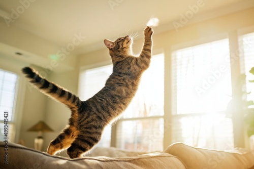 Cat Plays With Light in Sunlit Living Room During Afternoon Hours