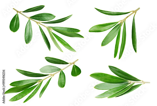 Set of four olive branches isolated on white