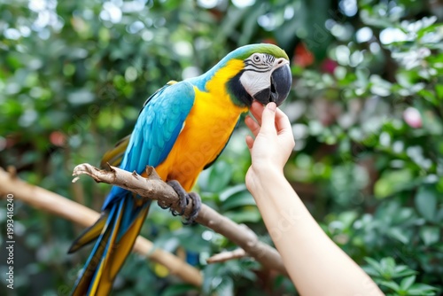Colorful Parrot Interacts With Person in a Lush Garden During Daylight Hours