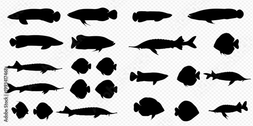 Set of various fish silhouettes on a transparent background, showcasing diverse aquatic species in black vector graphics.