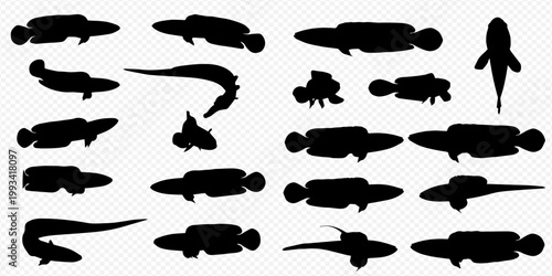 Set of various fish silhouettes isolated on transparent background, showcasing diverse aquatic animal shapes.