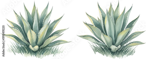 WebDesert Agave Succulent Watercolor Elements on White